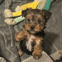 Sade - Black and tan female Yorkshire Terrier puppy in Beavercreek, Ohio from The Yorkie Den, LLC