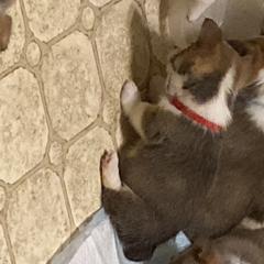 Pembroke Welsh Corgi Puppies from Bluebonnet TLC Kennels
