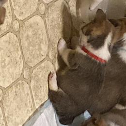 Pembroke Welsh Corgi Puppies from Bluebonnet TLC Kennels
