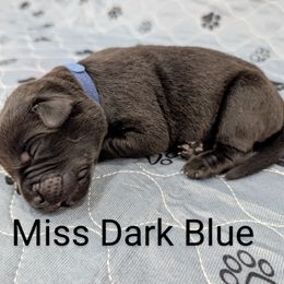 Miss Dark Blue - Black female Labrador Retriever puppy in Lebanon, Pennsylvania from Robertson's Retrievers and Doodles