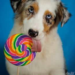 Australian Shepherd Puppies from Rocking Diamond