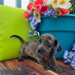 Ophelia - Dapple female Dachshund puppy in Florence, Arizona from Doxie Town Az