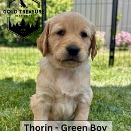 Boy 5 - Golden male Golden Retriever puppy in Star, Idaho from Gold Treasure Retrievers