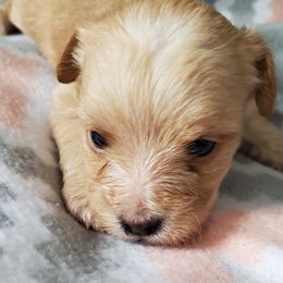 Yorkshire Terrier Puppies from Precious Paws LLC