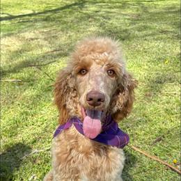 Izzy - Poodle