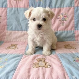 Romeo - White male Morkie puppy in Fall River, Massachusetts from Exquisite Babydoll Morkies and Yorkies