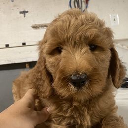 Goldendoodle Puppies from Teddy Bear Goldendoodles