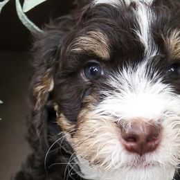 Bernedoodles from Idahome Bernedoodle