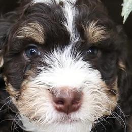 Bernedoodles from Idahome Bernedoodle