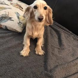 Cricket - Dachshund