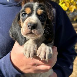 Male 5 - Black brown and white male Basset Hound puppy in Lindley, New York from Hill Top Basset Hounds & Cane Corso