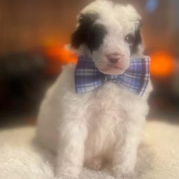 Blizzard - Parti male Poodle puppy in Quitman, Mississippi from P&D Palace