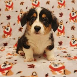 Ursula - Black and tan female Pembroke Welsh Corgi puppy in Warrensburg, New York from The Adirondack Corgi
