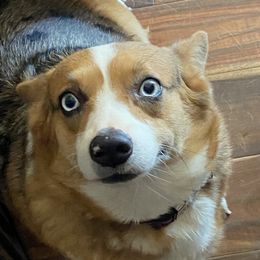 Candy - American Corgi
