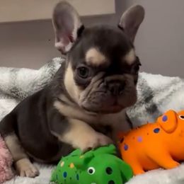 Eddie - Liver male French Bulldog puppy in Elberta, Alabama from Blue Ribbon French Bulldogs