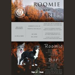 Australian Shepherd puppies from Sage Brook Companions