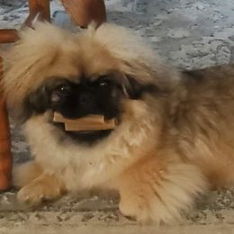 Pekingese Puppies from Sunny's Legacy Pekingese