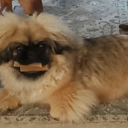 Pekingese Puppies from Sunny's Legacy Pekingese