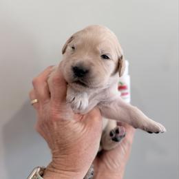 Girl 1 - White - Light golden female Golden Retriever puppy in Mc Minnville, Tennessee from Wishaw Whisky Golden Retrievers
