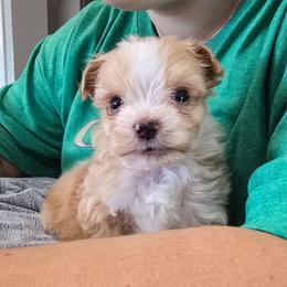 Sprout - Red merle male Aussiedoodle puppy in Lebanon, Oregon from Abbott Family Farm
