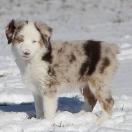 Miniature Australian Shepherds and Toy Australian Shepherds from Endsley’s Toy Aussies