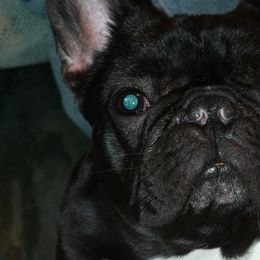 Bulldogs and French Bulldogs from Baby Cake Bullies