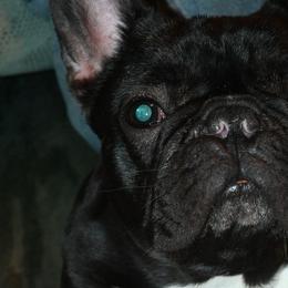 Bulldogs and French Bulldogs from Baby Cake Bullies