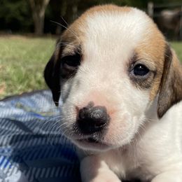 Girl 5 - American Foxhound puppy in Waxhaw, North Carolina from Setting Sun Kennel
