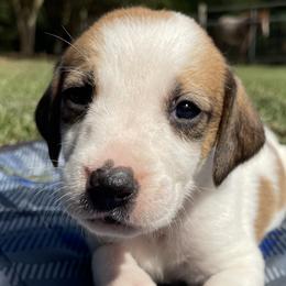 Girl 5 - American Foxhound puppy in Waxhaw, North Carolina from Setting Sun Kennel