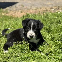 Girl 2 - Black and white female Border Collie puppy in Centerville, Washington from Forthright Farms