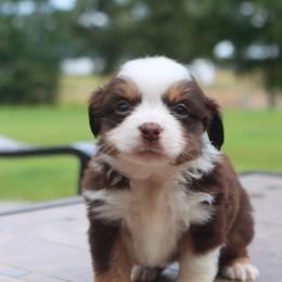 Bunny's Red Tri Male - Red tri male Toy Australian Shepherd puppy in Leighton, Alabama from Isbell Land & Livestock, LLC