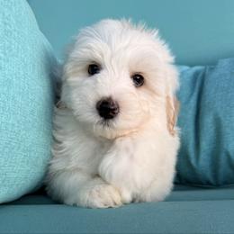Zion - Fawn and white male Sheepadoodle puppy in Roseburg, Oregon from Sharon’s Sheepadoodle’s
