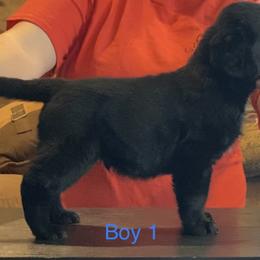 Labrador Retriever Puppies from R Little Retrievers