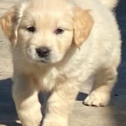 Golden Retrievers from Sun Country Goldens
