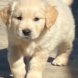 Golden Retrievers from Sun Country Goldens
