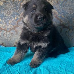 Teal collar boy - Black and red male German Shepherd puppy in Coleta, Illinois from Four Leaf Farm- Vom Vierblättriges Bauernhof