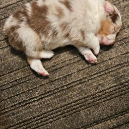 Girl 3 - Red merle Australian Shepherd puppy in Marshall, Michigan from RR Australian Shepherds
