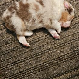 Girl 3 - Red merle Australian Shepherd puppy in Marshall, Michigan from RR Australian Shepherds