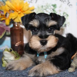 Sam - Black and silver male Miniature Schnauzer puppy in Gary, Texas from Beards Little Schnauzers