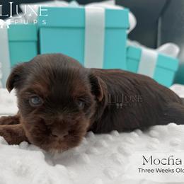 Mocha - Chocolate and tan female Yorkshire Terrier puppy in Scottsdale, Arizona from Lil Luxe Pups