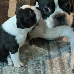Boston Terrier Puppies from Boston's Boston Terriers AKC