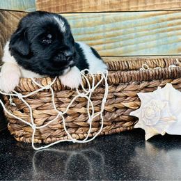 SKIPPER - White and black male Newfoundland puppy in Tully, New York from Bear Paw Newfoundlands