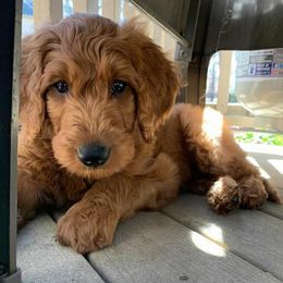 Goldendoodle Puppies from Rustic Road Doodles