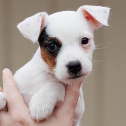 Bet - Tri-color female Jack Russell Terrier puppy in Yakima County, Washington from Saddle Rock Kennels