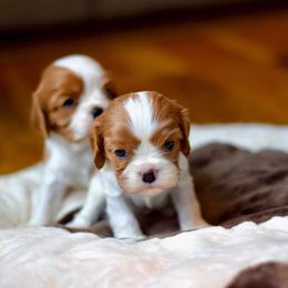 Cavalier King Charles Spaniel Puppies from Cavalier Obsession