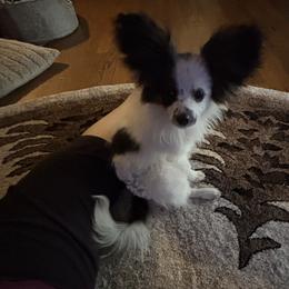 Abby - White black and tan female Papillon puppy in Howe, Oklahoma from Southern Sweet Papillons