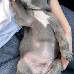 French Bulldog Puppies from Farm Fresh Frenchies