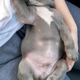 French Bulldog Puppies from Farm Fresh Frenchies