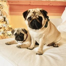 Pugs from Gold Leaf Farm Pugs