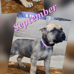 September - Fawn female Cane Corso puppy in Elkhart, Indiana from Martins Almighty Cane Corsos
